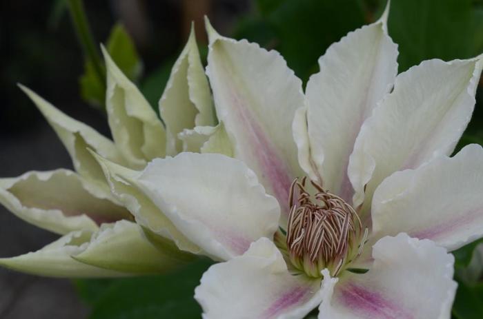 Clematis - Clematis 'Corinne'