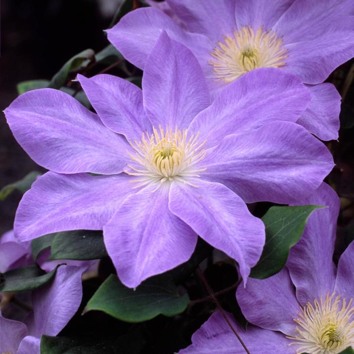 Clematis - Clematis 'Diana's Delight'