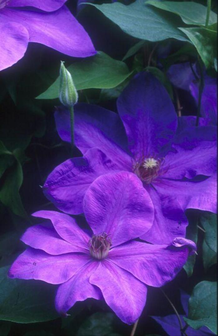 Clematis - Clematis 'Elsa Spath' Clematis - Clematis 'Elsa Spath'