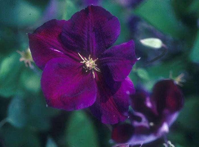 Clematis - Clematis 'Jackmanii Superba' Clematis - Clematis 'Jackmanii Superba'