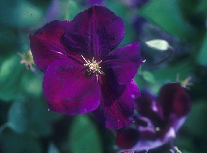 Clematis - Clematis 'Jackmanii Superba'