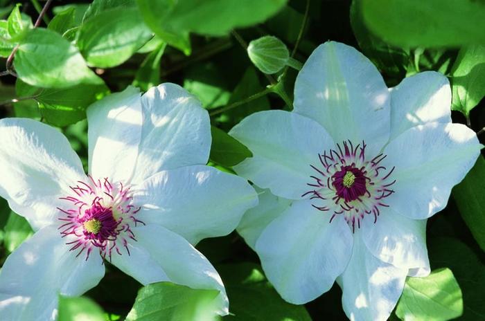 Clematis - Clematis 'Miss Bateman' Clematis - Clematis 'Miss Bateman'