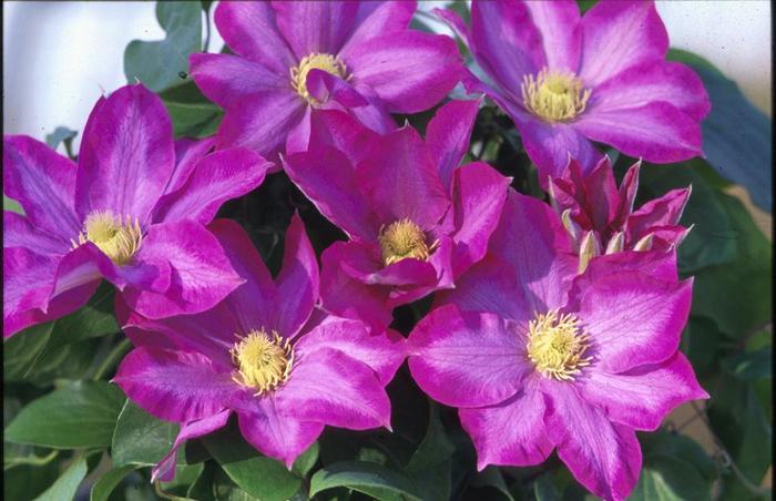 Clematis - Clematis 'Pink Champagne' Clematis - Clematis 'Pink Champagne'