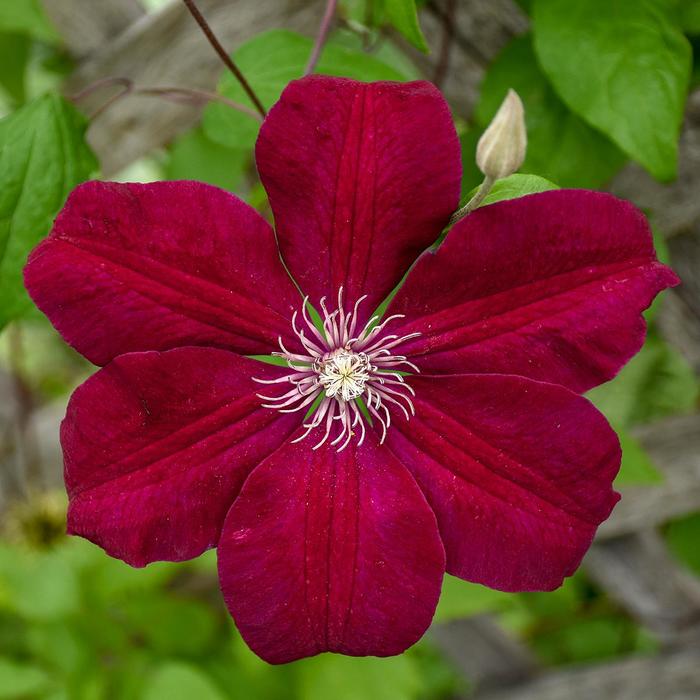 Clematis - Clematis 'Rouge Cardinal'