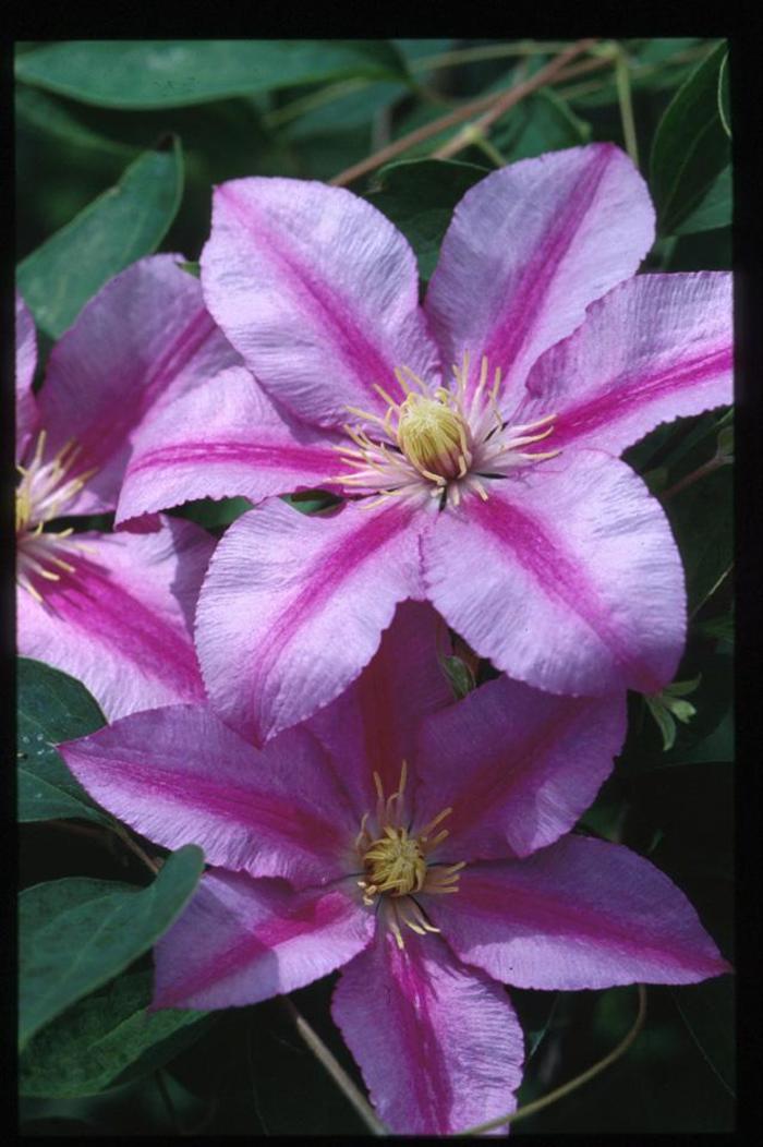 Clematis - Clematis 'Sugar Candy' Clematis - Clematis 'Sugar Candy'