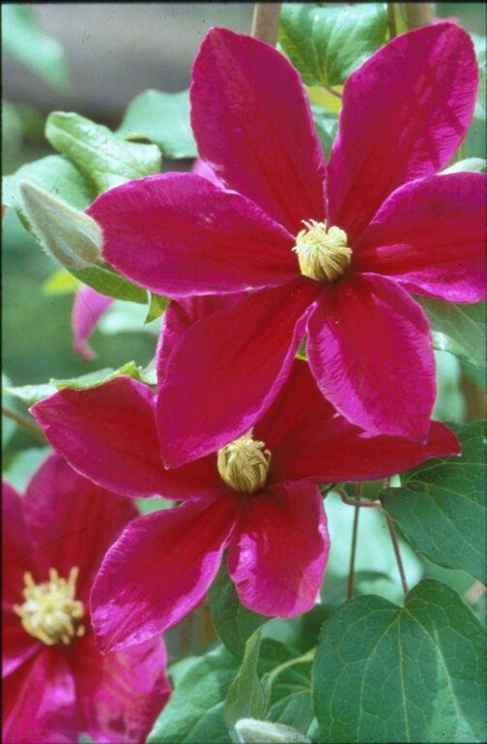 Clematis - Clematis 'Sunset'