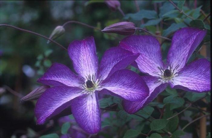 Clematis - Clematis viticella 'Venosa Violacea' Clematis - Clematis viticella 'Venosa Violacea'