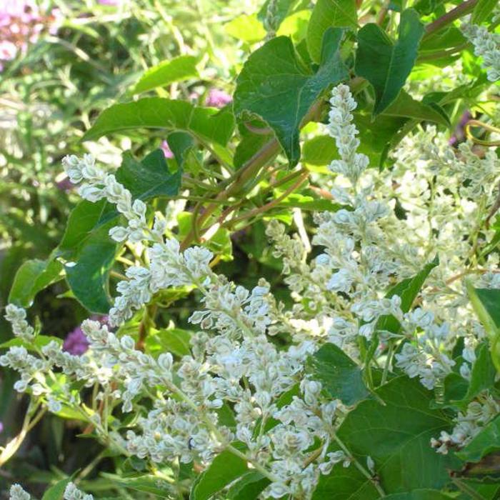 Silver Lace Vine - Polygonum aubertii Silver Lace Vine - Polygonum aubertii