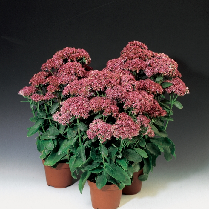 Sedum 'Munstead Dark | | Ebert's Greenhouse