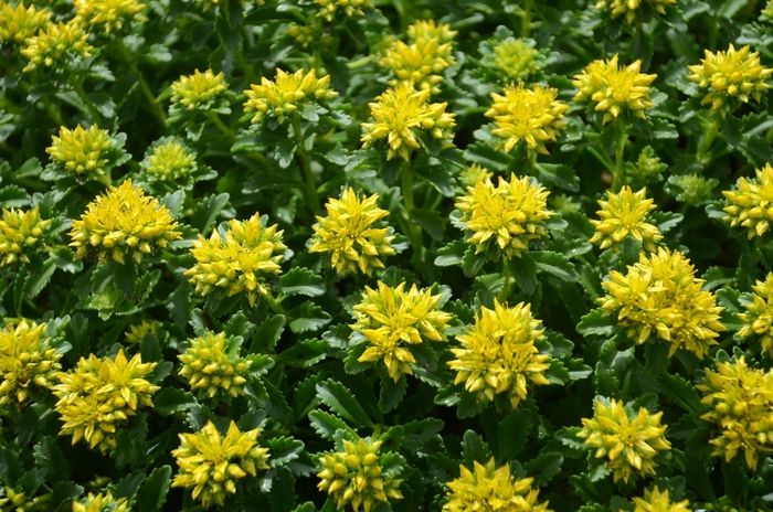 Stonecrop - Sedum hybrid 'Little Miss Sunshine' Stonecrop - Sedum hybrid 'Little Miss Sunshine'