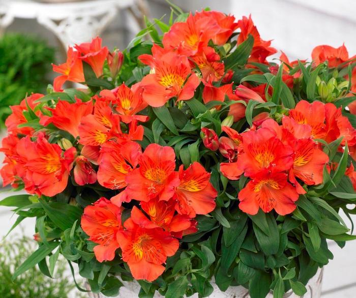 Peruvian Lily - Alstroemeria 'Princess Amina' Peruvian Lily - Alstroemeria 'Princess Amina'
