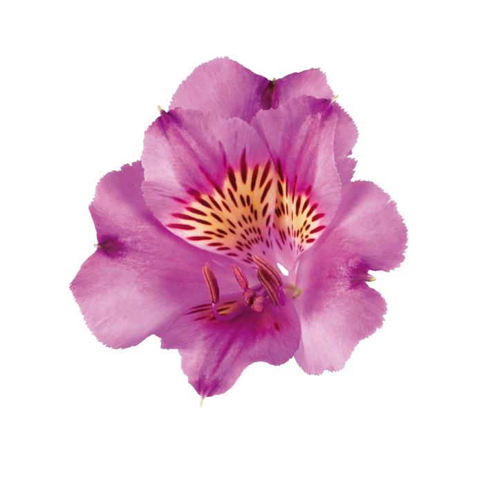 Peruvian Lily - Alstroemeria 'Colorita Lilian' Peruvian Lily - Alstroemeria 'Colorita Lilian'