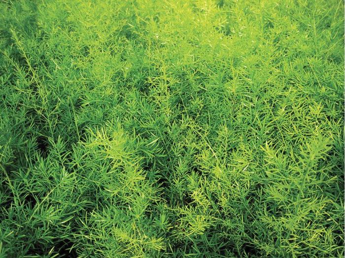 Asparagus Fern - Asparagus densiflorous