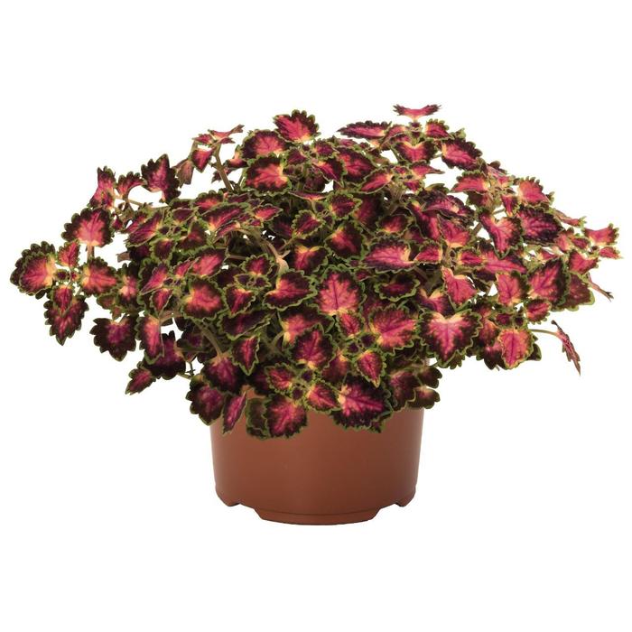 Coleus - Solenostemon scutellarioides 'Great Falls Angel'