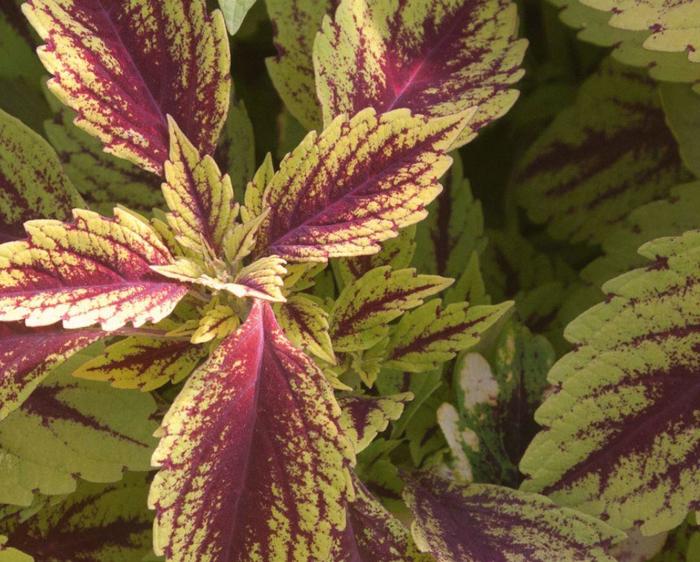 Coleus - Solenostemon scutellarioides 'Pineapple Splash'