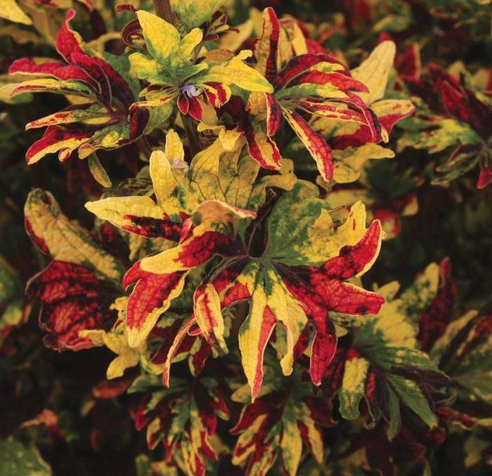 Coleus - Solenostemon scutellarioides 'Twist and Twirl'