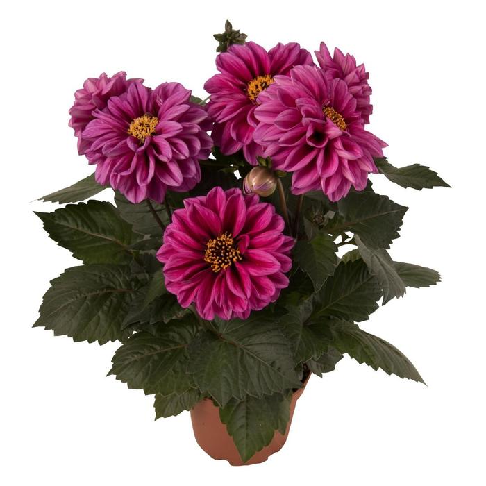Dahlia - Dahlia 'Temptation Purple' Dahlia - Dahlia 'Temptation Purple'