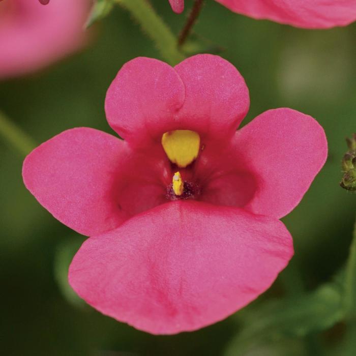 Diascia (Twinspur) - Diascia barberae 'Darla Rose'