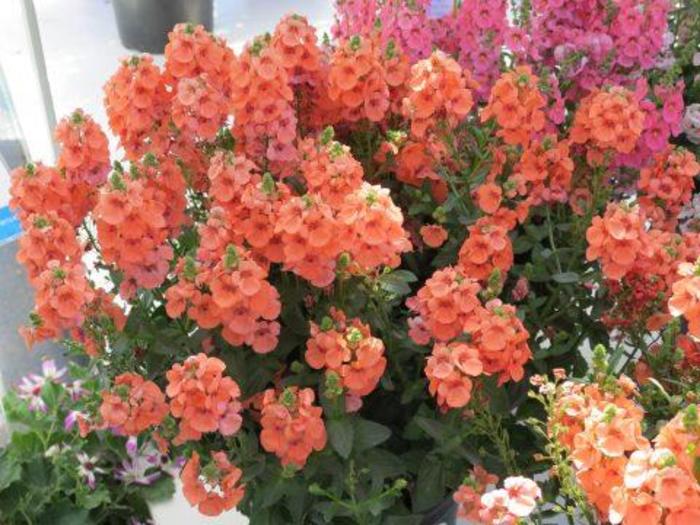 Diascia - Diascia 'Sundiascia Upright Peach' Diascia - Diascia 'Sundiascia Upright Peach'