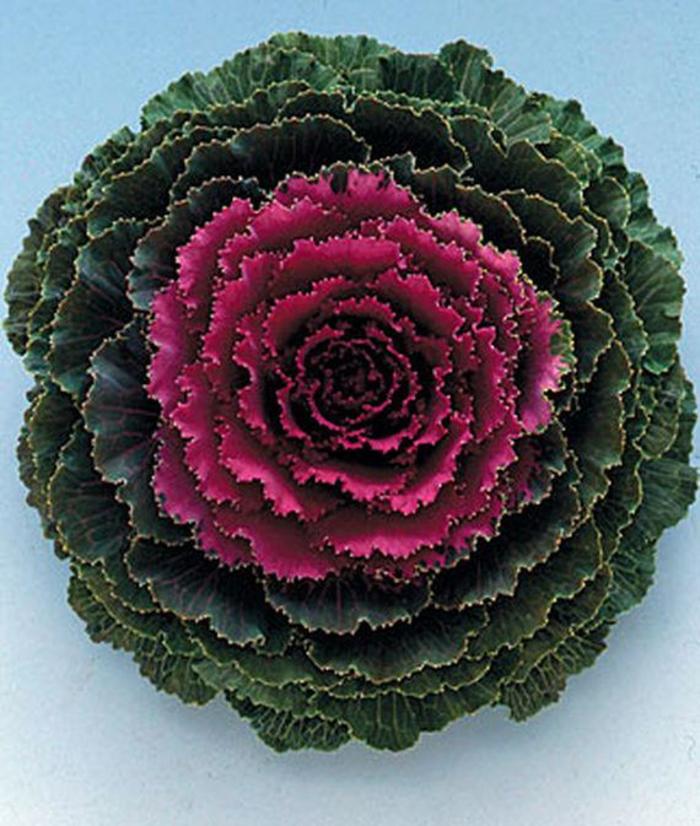 Flowering Kale - Brassica oleracea 'Songbird Red'
