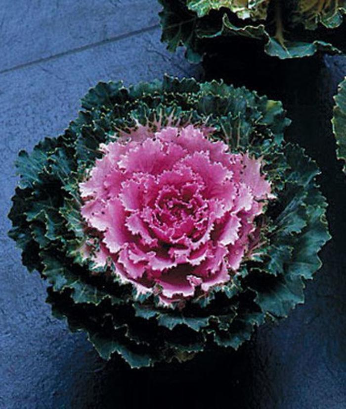 Flowering Kale - Brassica oleracea 'Songbird Pink' Flowering Kale - Brassica oleracea 'Songbird Pink'