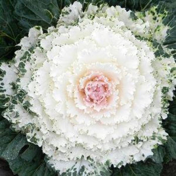 Flowering Kale - Brassica oleracea 'Songbird White'