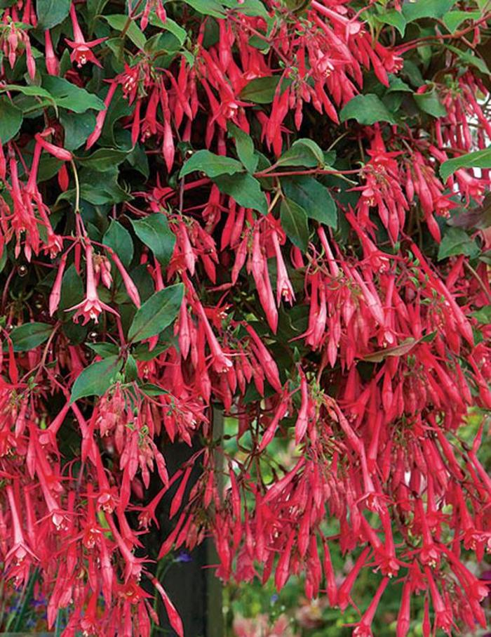 Fuchsia - Fuchsia 'Eruptions'