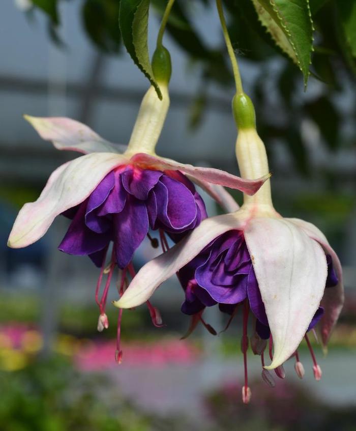 Fuchsia - Fuchsia 'Giant Deep Purple'