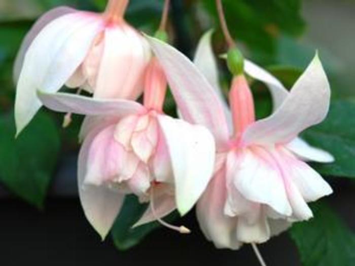 Fuchsia - Fuchsia 'Pink Marshmallow'