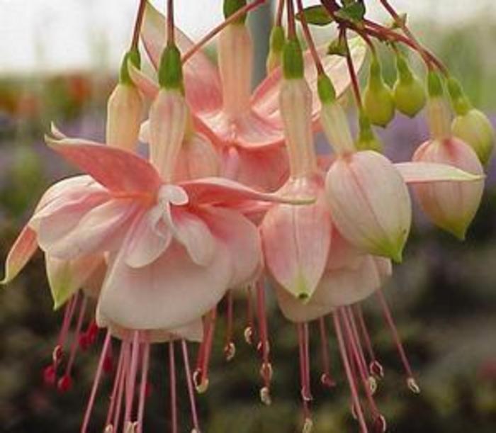 Fuchsia - Fuchsia 'Southgate' Fuchsia - Fuchsia 'Southgate'