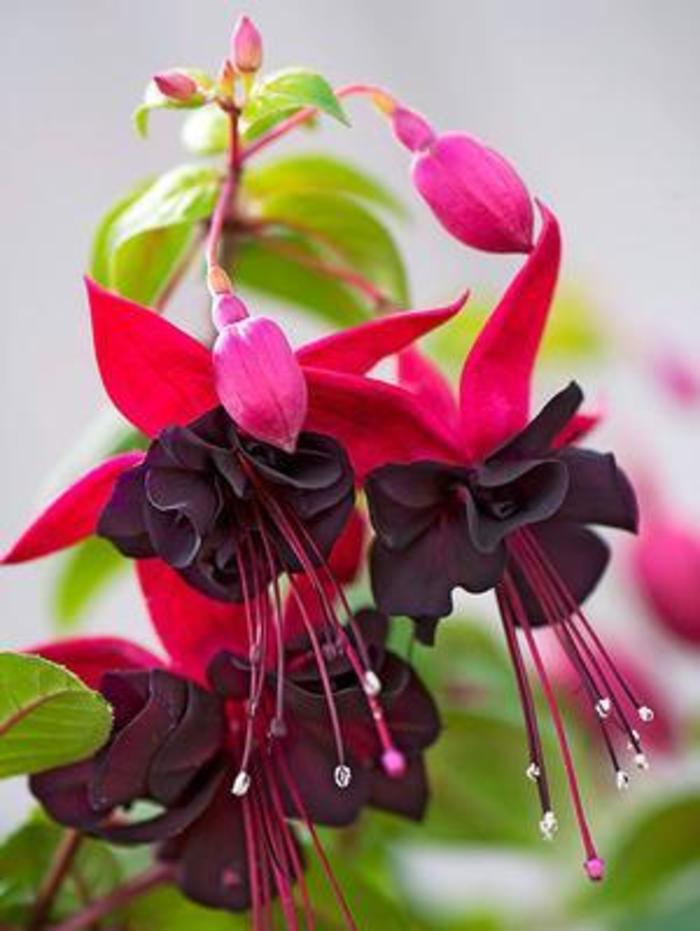 Fuchsia - Fuchsia 'Blacky'