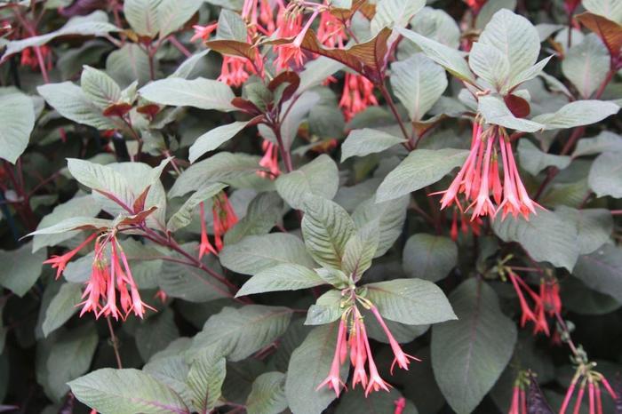 Fuchsia - Fuchsia 'Gartenmeister'