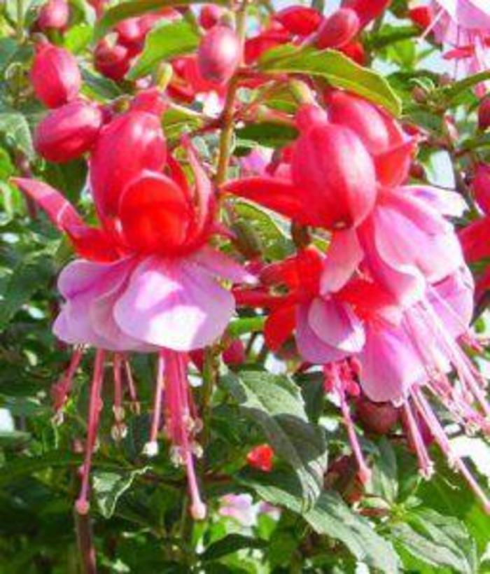 Fuchsia - Fuchsia 'Sunbeam Samba'