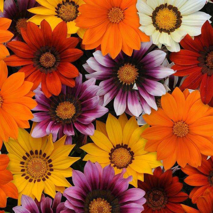 Gazania - Gazania rigens 'New Day Mix' Gazania - Gazania rigens 'New Day Mix'