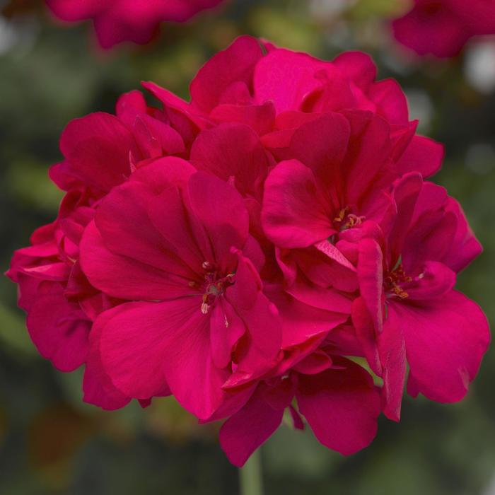 Geranium, Ivy - Pelargonium interspecific 'Calliope® Medium Hot Pink' Geranium, Ivy - Pelargonium interspecific 'Calliope® Medium Hot Pink'