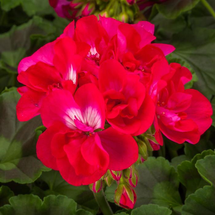 Geranium, Ivy - Pelargonium interspecific 'Calliope® Medium Hot Rose' Geranium, Ivy - Pelargonium interspecific 'Calliope® Medium Hot Rose'