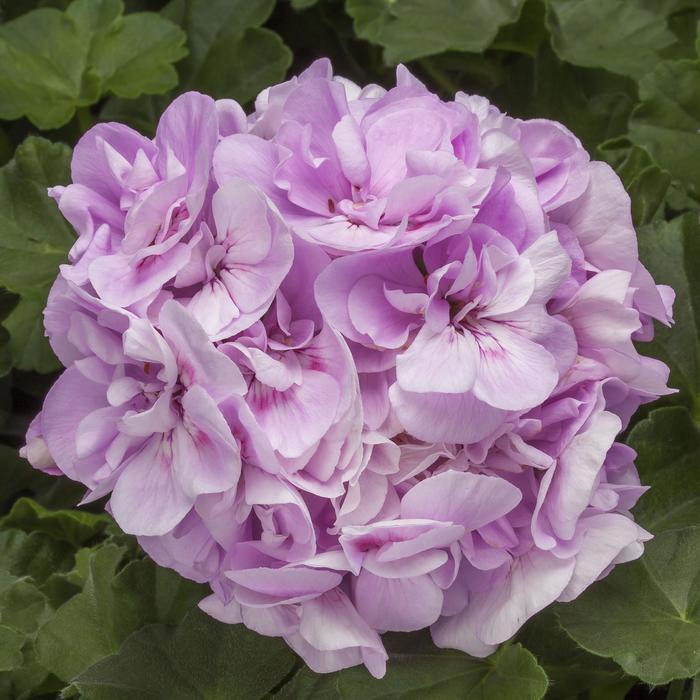 Geranium, Ivy - Pelargonium interspecific 'Calliope® Medium Light Lavender' Geranium, Ivy - Pelargonium interspecific 'Calliope® Medium Light Lavender'