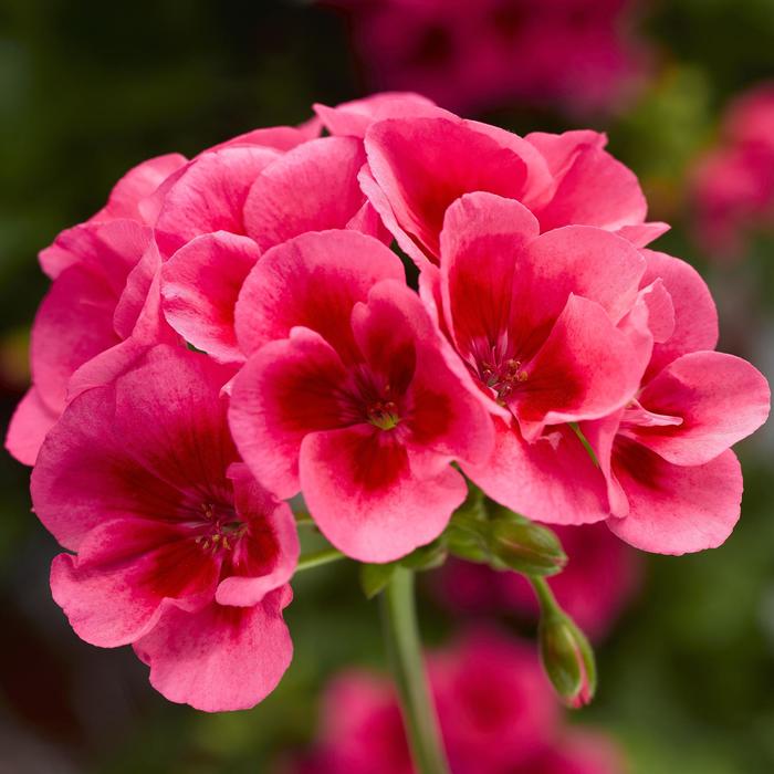 Geranium, Ivy - Pelargonium interspecific 'Calliope® Medium Rose Mega Splash' Geranium, Ivy - Pelargonium interspecific 'Calliope® Medium Rose Mega Splash'
