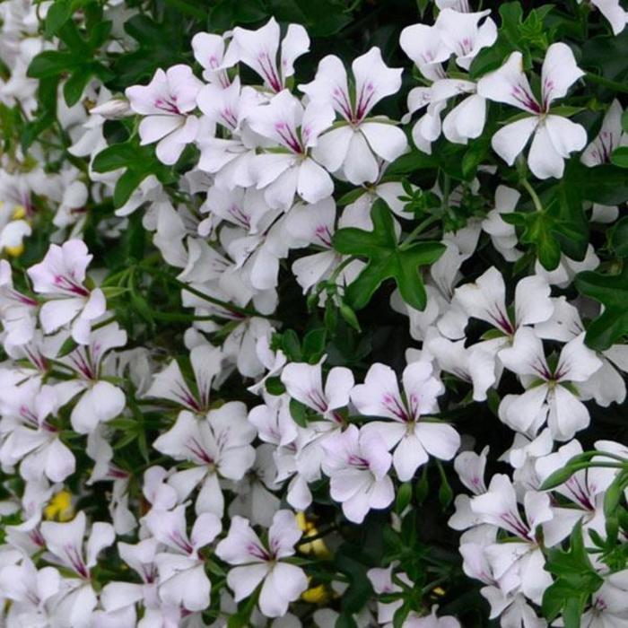 Geranium, Ivy - Pelargonium peltatum 'Glacier White' Geranium, Ivy - Pelargonium peltatum 'Glacier White'