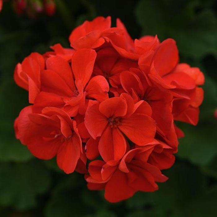 Geranium, Zonal - Pelargonium x hortorum 'Sunrise™ Bright Red' Geranium, Zonal - Pelargonium x hortorum 'Sunrise™ Bright Red'