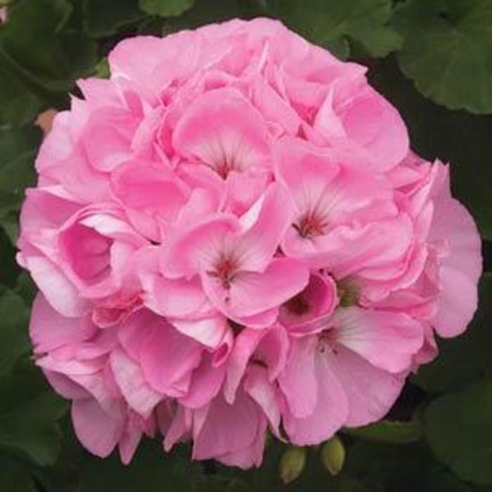 Zonal Geranium - Pelargonium x hortorum 'Sunrise™ Light Pink' Zonal Geranium - Pelargonium x hortorum 'Sunrise™ Light Pink'