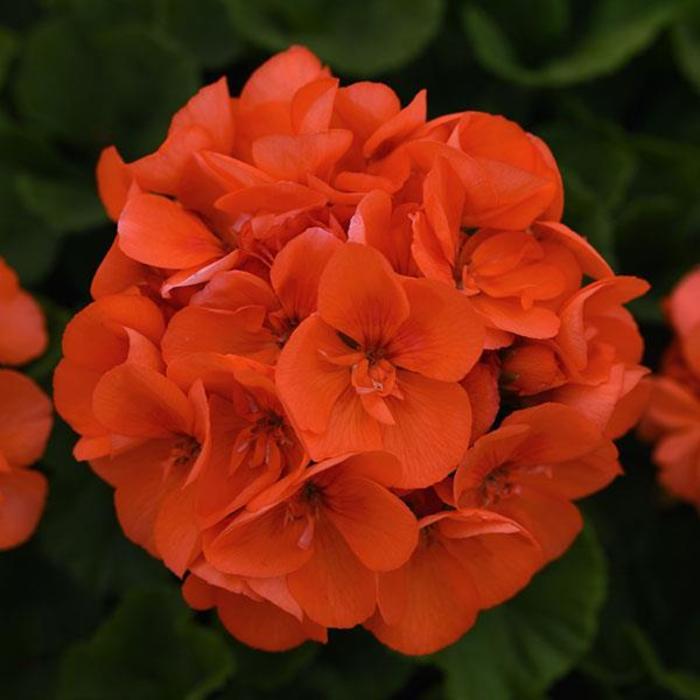 Geranium, Zonal - Pelargonium x hortorum 'Sunrise™ Orange' Geranium, Zonal - Pelargonium x hortorum 'Sunrise™ Orange'