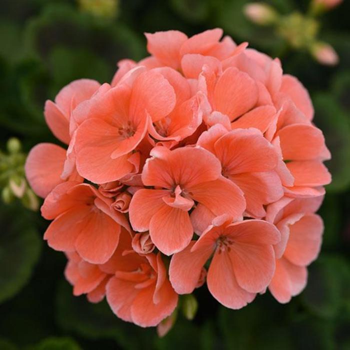 Geranium, Zonal - Pelargonium x hortorum 'Sunrise™ Salmon' Geranium, Zonal - Pelargonium x hortorum 'Sunrise™ Salmon'