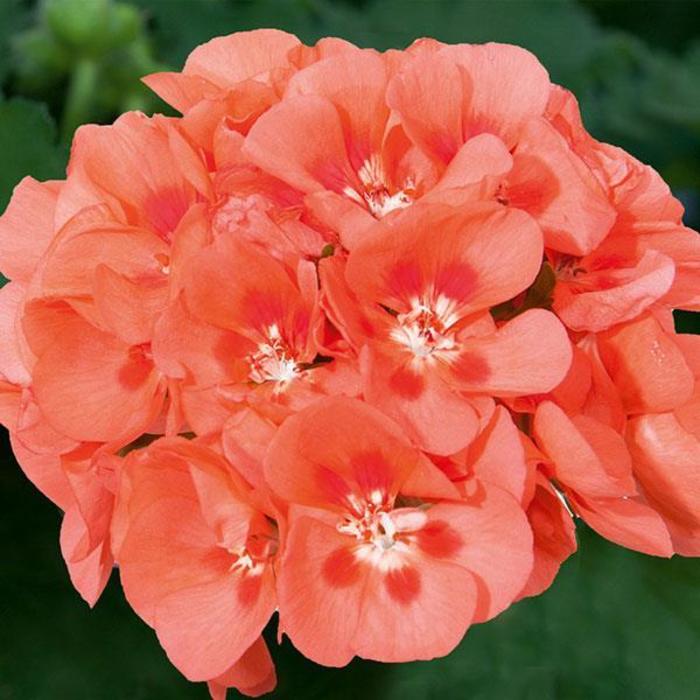 Pelargonium x hortorum 'Sunrise™ Salmon+Red Eye' Zonal Geranium
