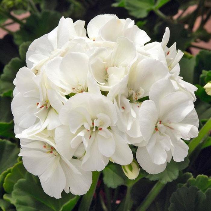 Geranium, Zonal - Pelargonium x hortorum 'Sunrise™ White'