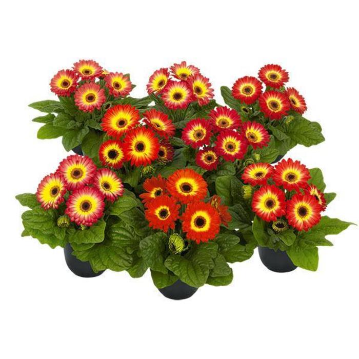 Gerbera Daisy - Gerbera jamesonii 'Midi Eyecatcher Twilight Dark Eye' Gerbera Daisy - Gerbera jamesonii 'Midi Eyecatcher Twilight Dark Eye'