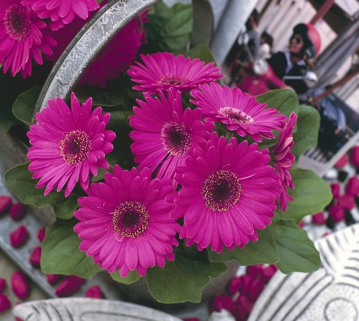 Gerbera Daisy - Gerbera jamesonii 'Royal Prince Neon Violet' Gerbera Daisy - Gerbera jamesonii 'Royal Prince Neon Violet'