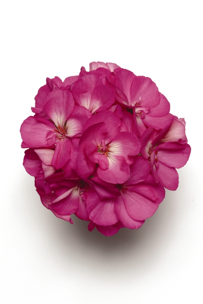Geranium, Zonal - Pelargonium x hortorum 'Sunrise™ Bright Lilac' Geranium, Zonal - Pelargonium x hortorum 'Sunrise™ Bright Lilac'
