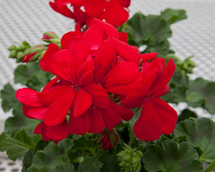 Geranium, Zonal - Pelargonium x hortorum 'Sunrise Dark Red' Geranium, Zonal - Pelargonium x hortorum 'Sunrise Dark Red'