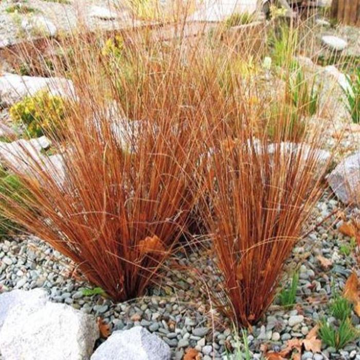 Leatherleaf Sedge - Carex buchananii 'Firefox'